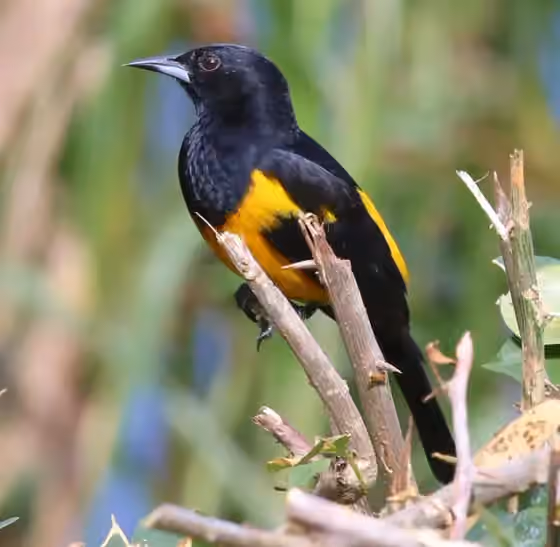 Dokumentasi Icterus wagleri