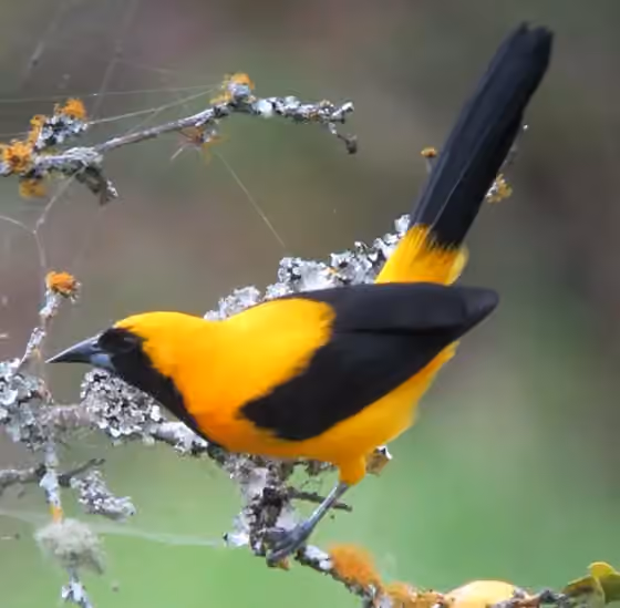 Dokumentasi Icterus chrysater