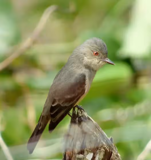 Dokumentasi Knipolegus poecilurus