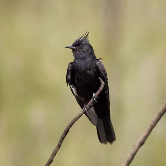 Dokumentasi Knipolegus lophotes