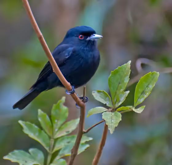 Dokumentasi Knipolegus cyanirostris