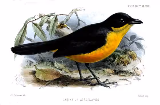 Ilustrasi Laniarius atroflavus