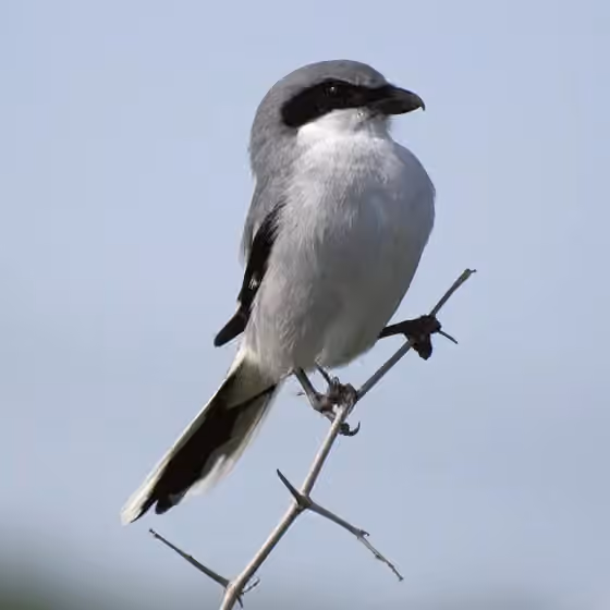 Dokumentasi Lanius ludovicianus