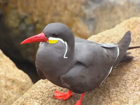 Dokumentasi Larosterna inca