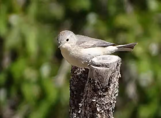 Dokumentasi Leiothlypis luciae