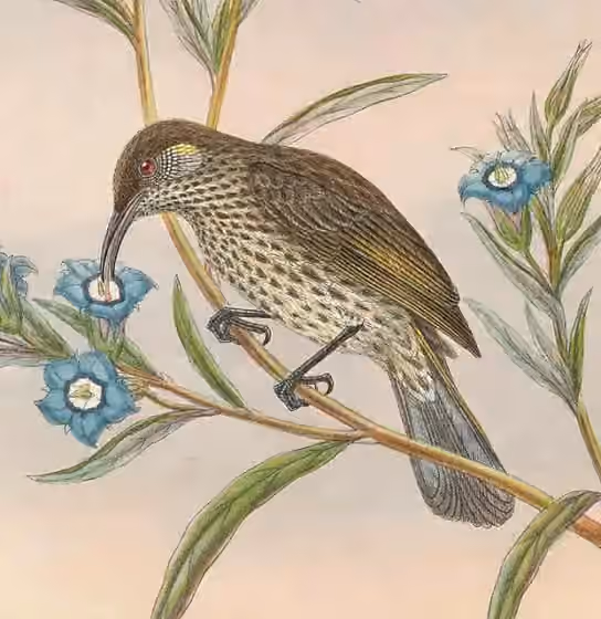 Ilustrasi dokumenter Lichmera alboauricularis