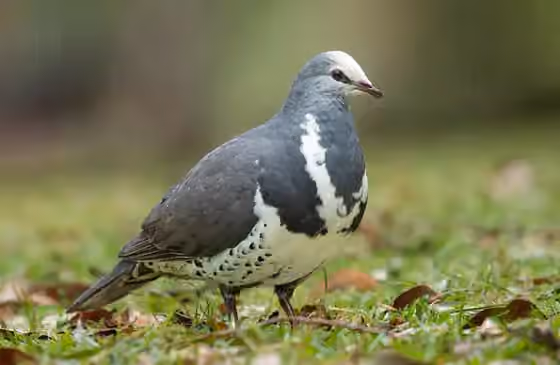 Dokumentasi Leucosarcia melanoleuca