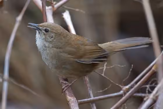 Dokumentasi Locustella alishanensis