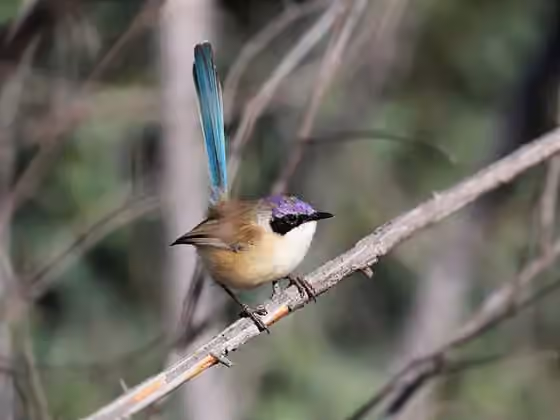 Dokumentasi Malurus coronatus