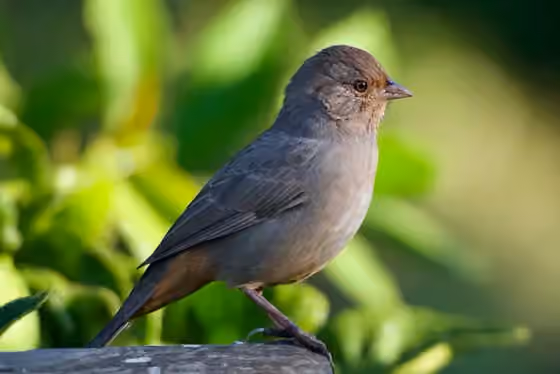 Dokumentasi Melozone crissalis