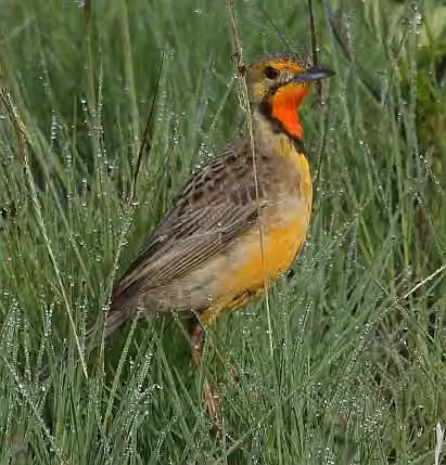 Dokumentasi Macronyx capensis