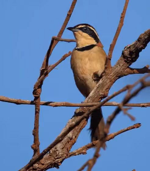 Dokumentasi Melanopareia torquata
