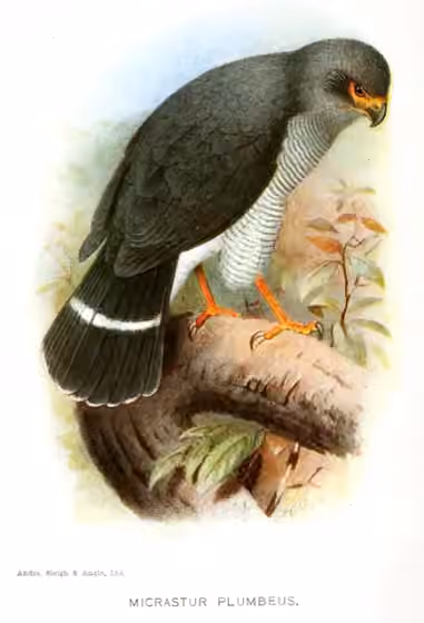 Ilustrasi Micrastur plumbeus
