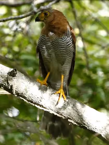 Dokumentasi Micrastur ruficollis