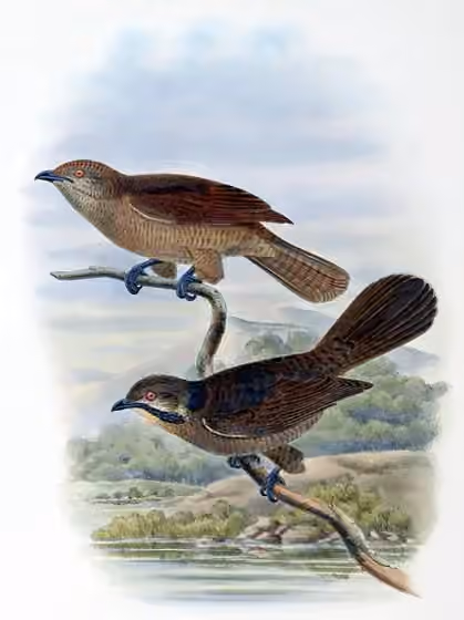 Ilustrasi Microdynamis parva