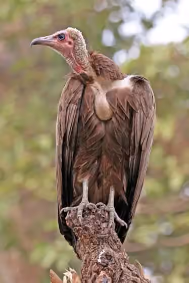 Dokumentasi Necrosyrtes monachus
