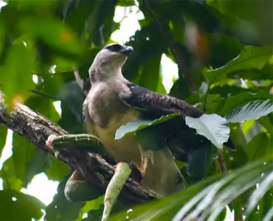 Dokumentasi Morphnus guianensis