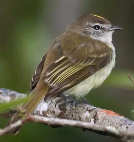 Dokumentasi Myiopagis cotta