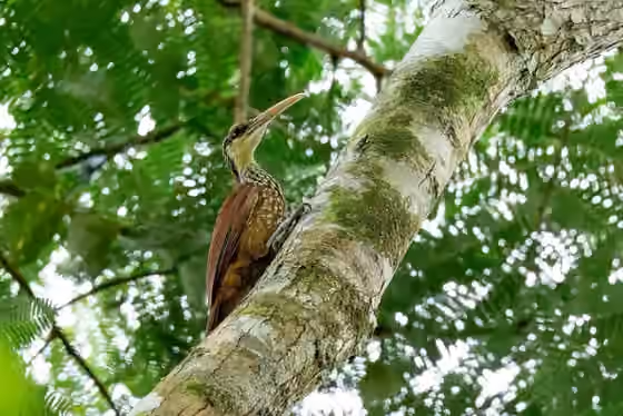 Dokumentasi Nasica longirostris