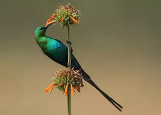 Dokumentasi Nectarinia famosa