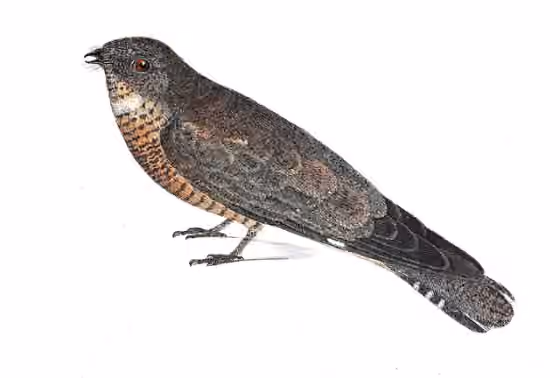 Ilustrasi dokumenter Nyctipolus hirundinaceus
