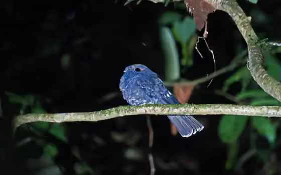 Dokumentasi Nyctiphrynus rosenbergi