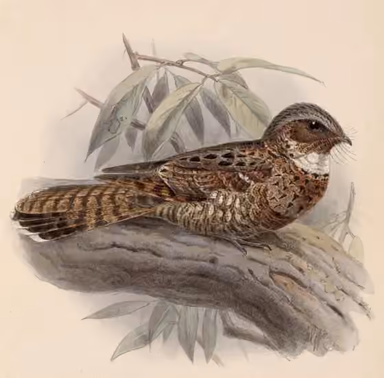 Ilustrasi dokumenter Nyctiphrynus yucatanicus