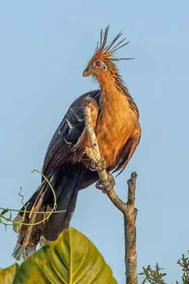 Dokumentasi Opisthocomus hoazin