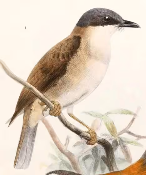 Ilustrasi Pachycephala phaionota