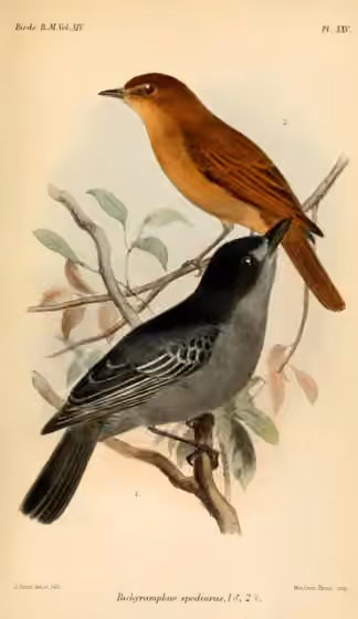 Ilustrasi Pachyramphus spodiurus