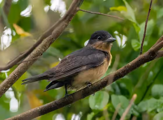Dokumentasi Pachyramphus validus