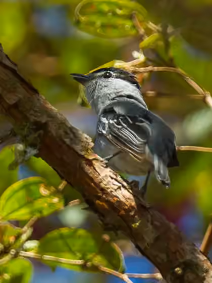 Dokumentasi Pachyramphus albogriseus