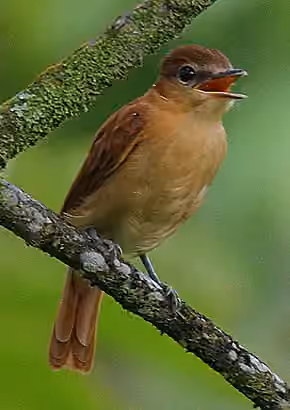 Dokumentasi Pachyramphus cinnamomeus