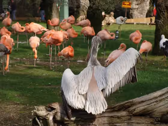 Dokumentasi Pelecanus rufescens