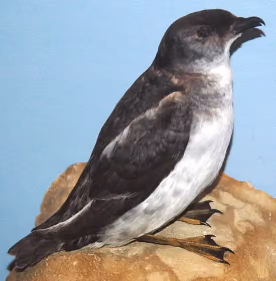 Dokumentasi Pelecanoides georgicus