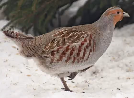 Dokumentasi Perdix perdix