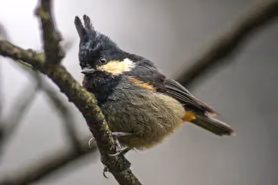 Dokumentasi Periparus rubidiventris