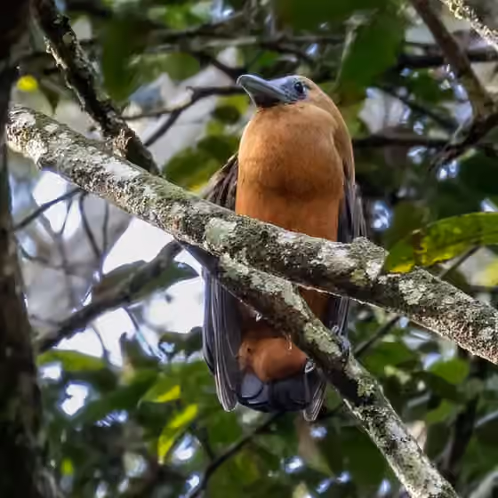 Dokumentasi Perissocephalus tricolor