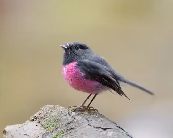 Dokumentasi Petroica rodinogaster