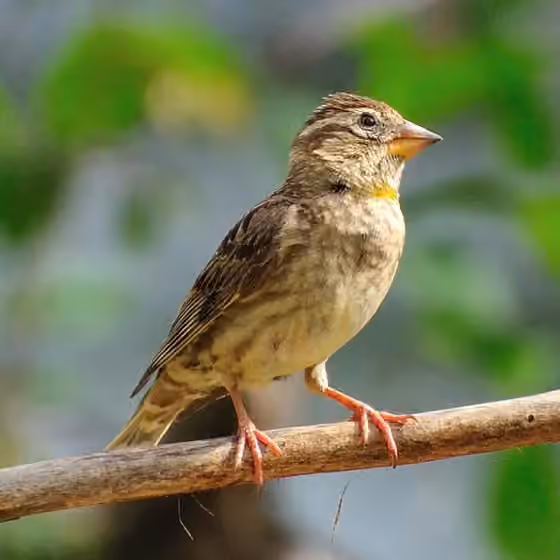 Dokumentasi Petronia petronia