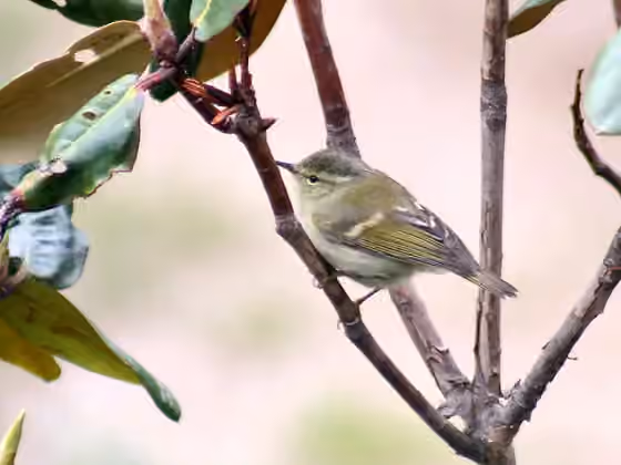 Dokumentasi Phylloscopus humei