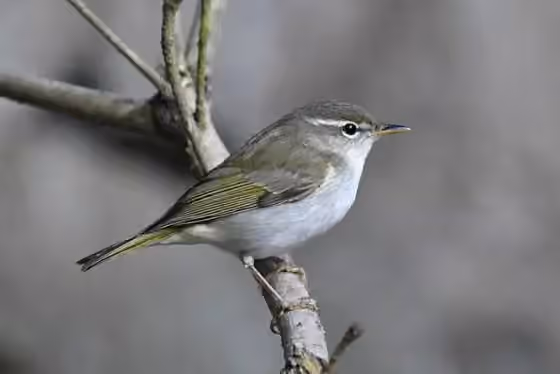Dokumentasi Phylloscopus ijimae