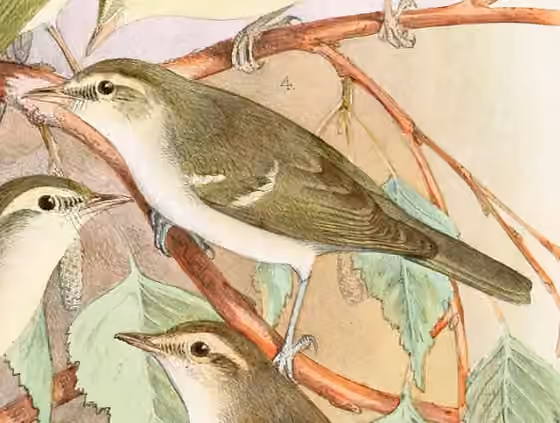Ilustrasi dokumenter Phylloscopus plumbeitarsus dengan bagian figur lain pada pelat