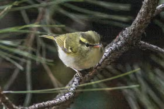 Dokumentasi Phylloscopus ogilviegranti