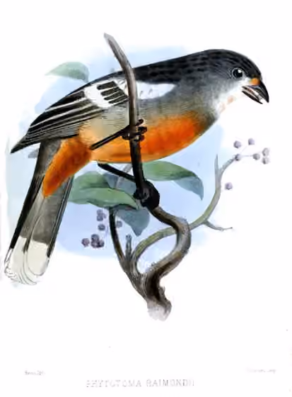 Ilustrasi Phytotoma raimondii