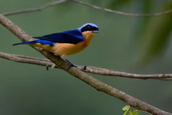 Dokumentasi Pipraeidea melanonota