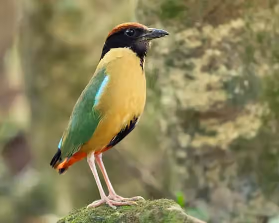 Dokumentasi Pitta versicolor