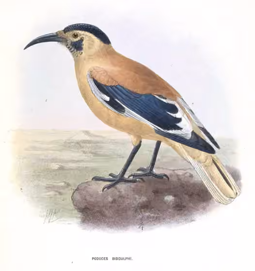 Ilustrasi Podoces biddulphi