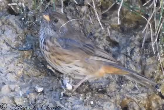 Dokumentasi Poospiza rubecula