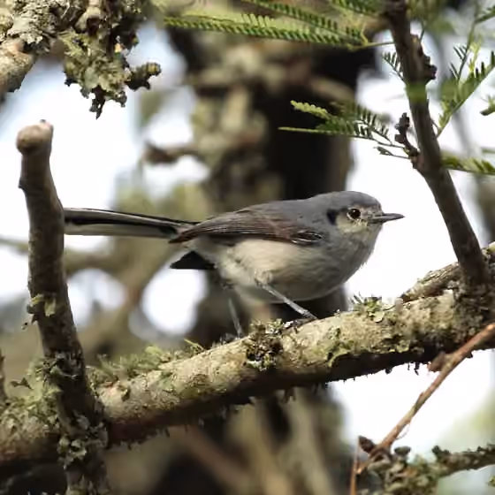 Dokumentasi Polioptila dumicola